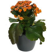 Kalanchoe orange + Anthracite Cachepot